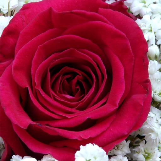 Flower Wallpapers: Rosely 2 logo