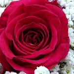 Rose Wallpaper, Floral, Flower background : Rosefy Apk