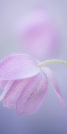 Flowers Wallpapers HD 2024