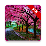 Beautiful Sakura HD Wallpaper icon