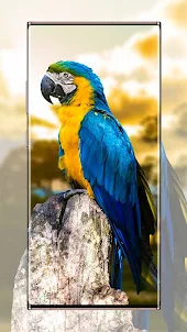 parrot wallpaper