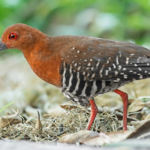 Red-legged crake bird sounds 1.6 Icon