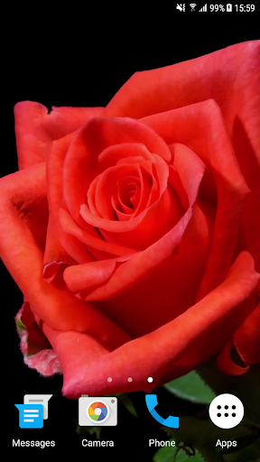 Android application Blooming Rose 4K Video Wallpap screenshort