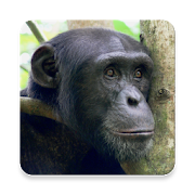 Chimpanzee Sound Collections ~ Sclip.app