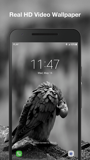 Real Bird Live Wallpaper Screen 3