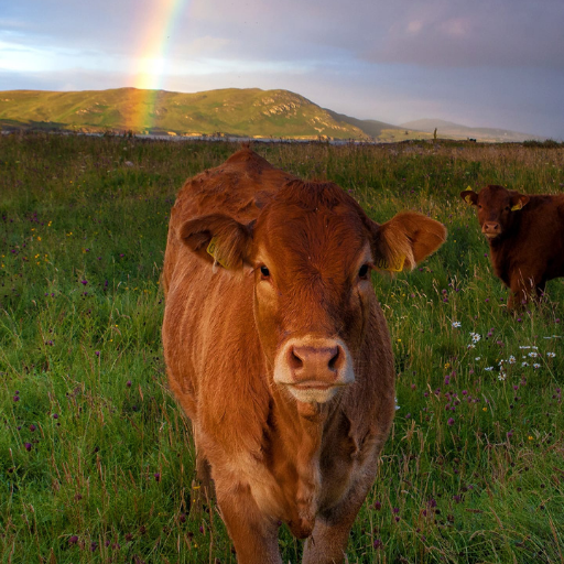 Cow Wallpapers logo