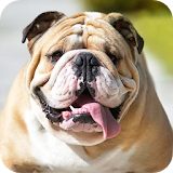 Bulldog Background icon