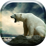 Polar Bears HD Live Wallpaper icon