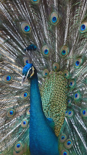 Android application peacock video wallpaper screenshort