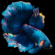 Betta Fish Live Wallpaper FREE  for PC Windows and Mac
