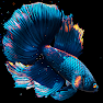 Get Betta Fish for Android Aso Report