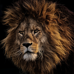 Cover Image of Скачать the king lion 2 APK