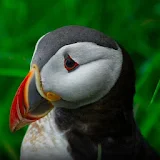 Atlantic Puffin Wallpapers HD icon