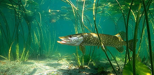 EcoGuide: Russian Wild Fish