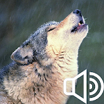 Cover Image of Tải xuống Howl of a wolf. Collection of sounds 1.0 APK