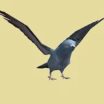 Pigeon Fly Animation Game