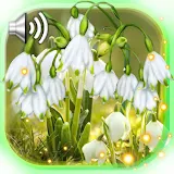 Snowdrops Springs Early icon