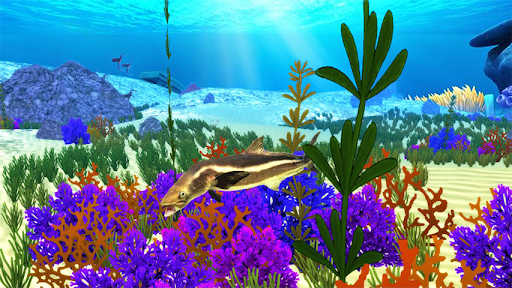 The Cobia 1