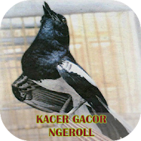 Kacer Gacor Ngeroll