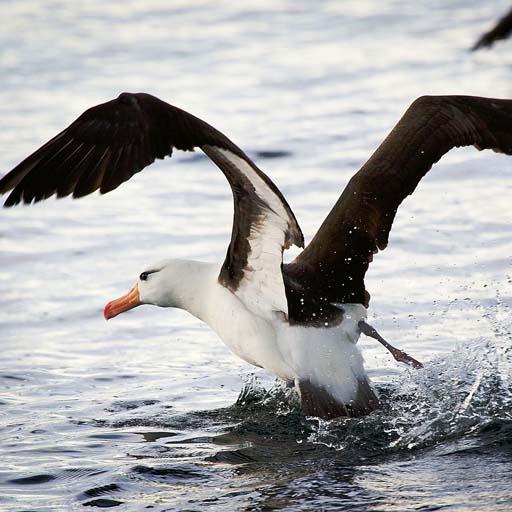 Albatross Live Wallpaper Free