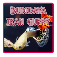 Budidaya Ikan Guppy