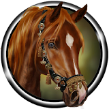 Arabian Horse Wallpaper icon