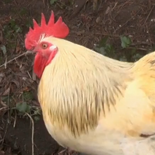 papier peint de poulet mignon Télécharger sur Windows