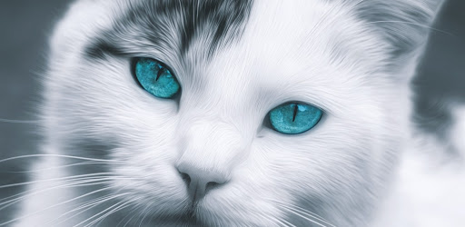 fondo de pantalla de gatos