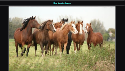 the way of cattle Horses