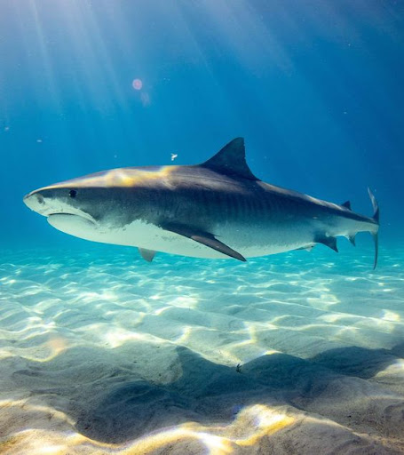 Shortfin Mako Shark Wallpapers Screen 3