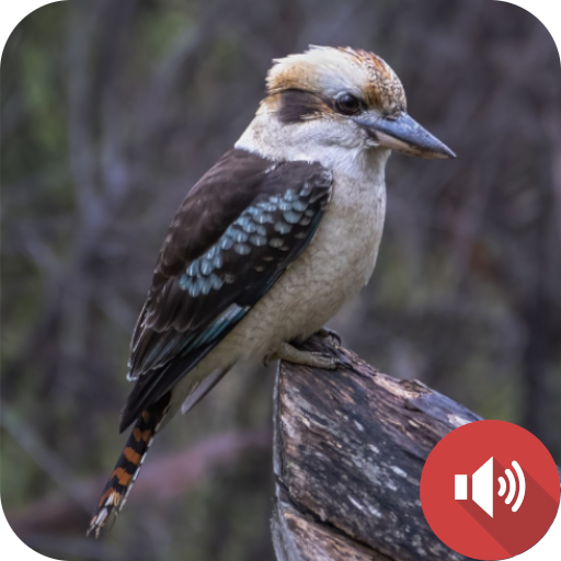 Laughing Kookaburra Sounds logo