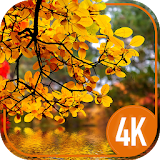 Autumn - free wallpapers and backgrounds 4K icon