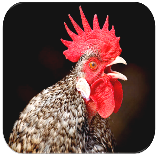 Rooster Sounds – Apps no Google Play