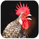 Rooster Sounds icon