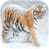 Tiger wallpapers slide show icon