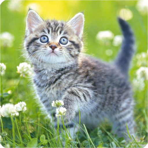 Cute Kittens Live Wallpaper - Apps on Google Play