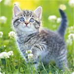 Cover Image of Télécharger Cute Kittens Live Wallpaper  APK