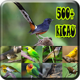 Master Bird 500+ icon