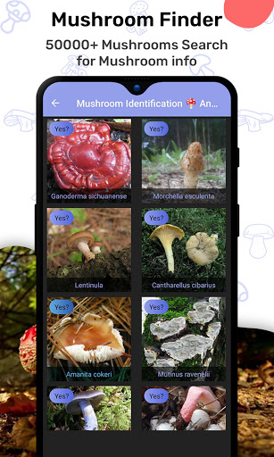 Mushroom Identification  Identifier