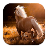 Wild Horses Theme Wallpapers icon