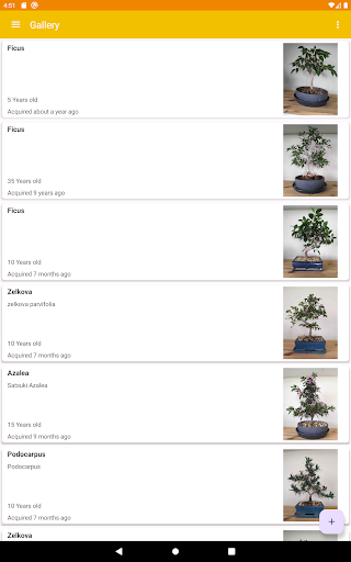 scandinavianbonsai