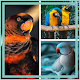 Birds guess game