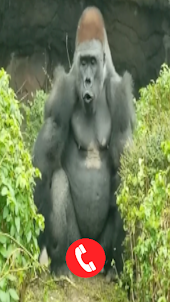 Gorilla Fake Video Call