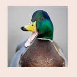 Cover Image of Download duck sound  APK