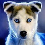 Cover Image of Download Husky puppies Wallpapers 1.0 APK
