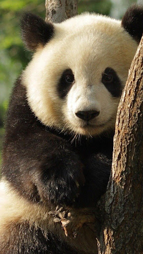 Panda Live Wallpaper Screen 3