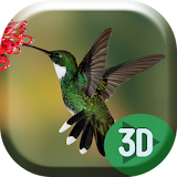 Colibri Hummingbird Live Wallp icon