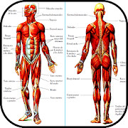 Learn Human Anatomy. The human body