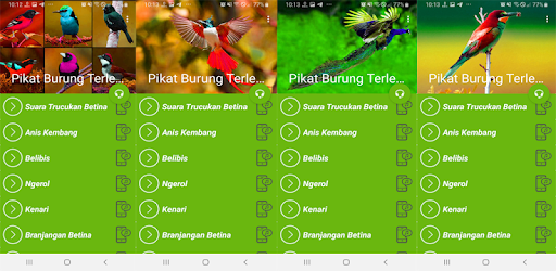 Download Suara Pikat Semua Jenis Burung Ampuh Apk For Android Free