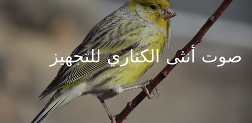 صوت أنثى الكناري للتزاوج Screen 3